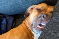 Yoshinobu Yamamoto Adopts Carlos, Dodgers’ Newest Four-Legged Fan Favorite