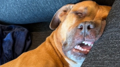 Yoshinobu Yamamoto Adopts Carlos, Dodgers’ Newest Four-Legged Fan Favorite