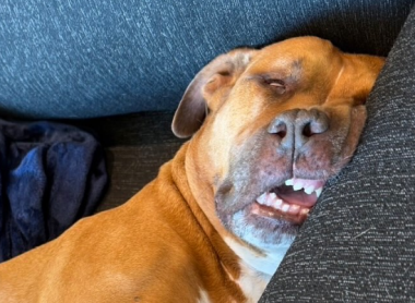 Yoshinobu Yamamoto Adopts Carlos, Dodgers’ Newest Four-Legged Fan Favorite