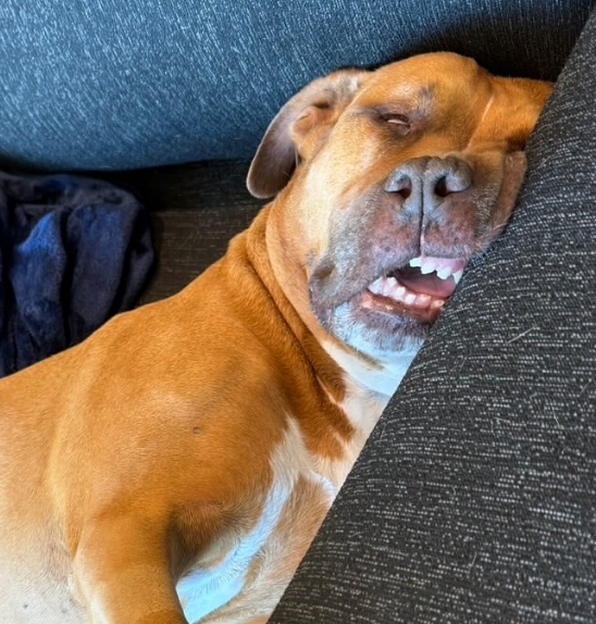 Yoshinobu Yamamoto Adopts Carlos, Dodgers’ Newest Four-Legged Fan Favorite